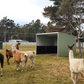 Acermax Shelter
